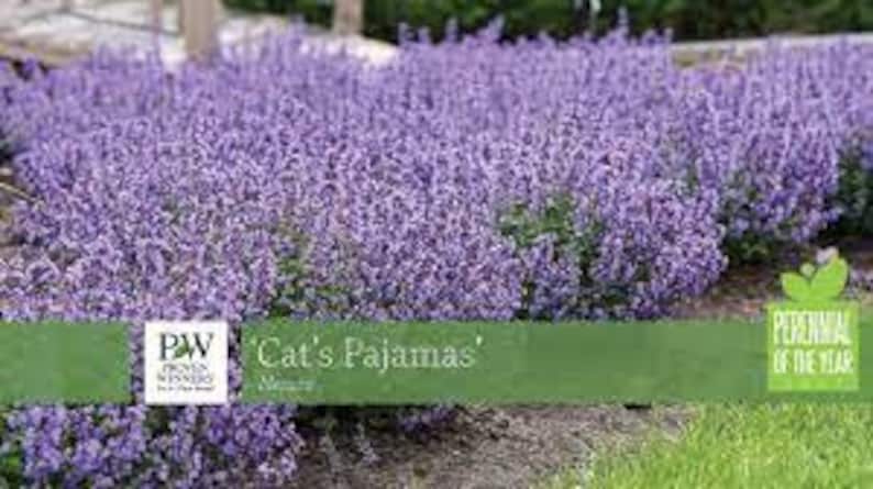 K&ouml;nnte beinhalten: Ein gro&szlig;er Bestand an lila 'Cat's Pajamas' Nepeta-Bl&uuml;ten in voller Bl&uuml;te. Die Bl&uuml;ten sind helllila und wachsen in einem Garten. Der Text 'Cat's Pajamas' ist auf dem Bild zu sehen.