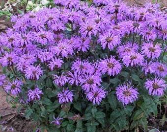 Bee Balm 'Blue Moon’ Blue-Lavender flowers cover Fragrant Minty Foliage-Monarda Perennial Plant Attracts Pollinators- Deer & Rabbit Proof