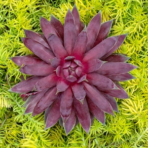 May include: A close-up of a dark purple succulent plant with many pointed leaves. The plant is surrounded by a bed of bright green foliage.