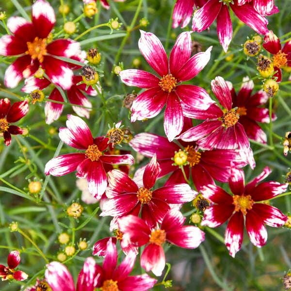 thyme plant flowers Thyme 'Magic Carpet'