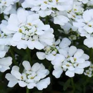 Candytuft ‘Snowsation' -compact evergreen cushion-like mound of Fragrant pure white flowers- Iberis Perennial- Flower Arrangements