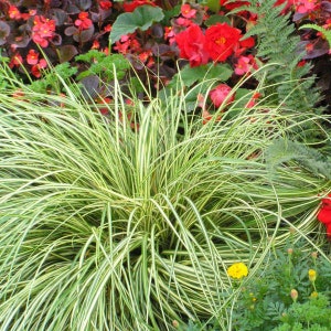 Grass Sedge Japanese &#39;Evergold&#39; -Cascading, Variegated Evergreen with Yellow leaves Green Edge -Carex Perennial Grass  Deer and Rabbit Proof
