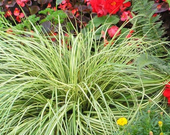 Grass Sedge Japanese 'Evergold' -Cascading, Variegated Evergreen with Yellow leaves Green Edge -Carex Perennial Grass  Deer and Rabbit Proof