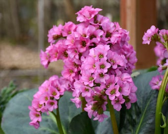 Pigsqueak ‘Miss Piggy’ -Huge Hot Pink Candelabra Flowers, Evergreen foliage - Bergenia Perennial - Critter resistant - Attracts Pollinators.