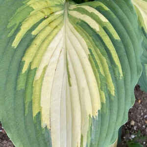 Hosta &#39;Love Story’ - Heavy Rippled, long, pointed White-Chartreuse leaves with a deep green margin.- Hosta Perennial - attracts pollinators