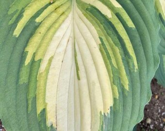 Hosta 'Love Story’ - Heavy Rippled, long, pointed White-Chartreuse leaves with a deep green margin.- Hosta Perennial - attracts pollinators