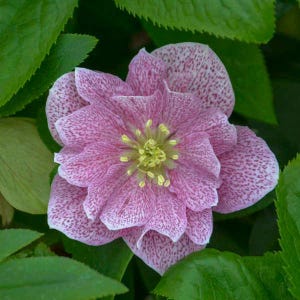 Lenten Rose &#39;Wedding Crasher&#39; -Huge 4”, Double Soft Pink flowers heavily spotted with dark pink - Helleborus Evergreen Perennial -deer proof
