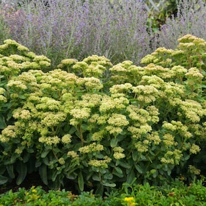 May include: A close-up of a green flowering plant with small, white flowers. The plant is in bloom and has a lush, full appearance.
