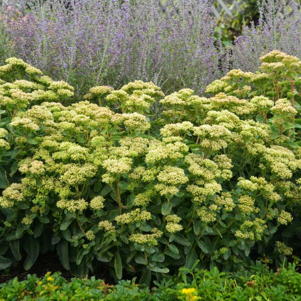 Stonecrop ‘Lemonjade’ - Evergreen, Upright Green leaves with Citron Yellow flowers - Sedum Perennial Succulent - Deer and Rabbit Proof