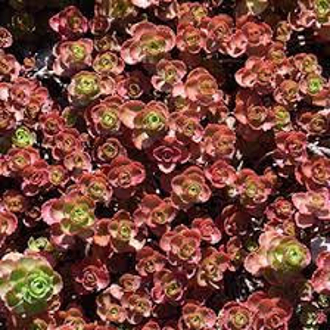 Stonecrop dragons Blood evergreen Red Flowers Sedum Perennial Succulent