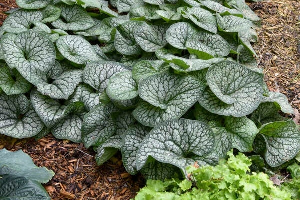 Siberian Bugloss 'jack of Diamonds' Huge 10”+ Silver Variegated
