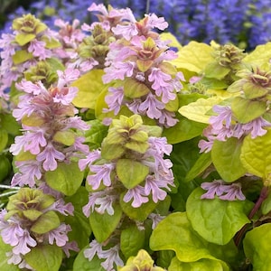 Bugleweed ‘Flashy Flamingo’ -Pink Flowers over evergreen bright Yellow Foliage- Feathered Friends -Ajuga -Perennial-Deer and Rabbit Proof