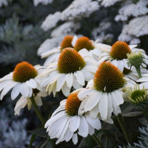 Coneflower ‘The Price is White’ - Giant Horizontal White Flowers - Echinacea Color Coded Series - Perennial- Attracts Birds and Pollinators