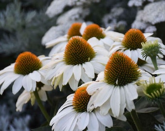 Coneflower ‘The Price is White’ - Giant Horizontal White Flowers - Echinacea Color Coded Series - Perennial- Attracts Birds and Pollinators