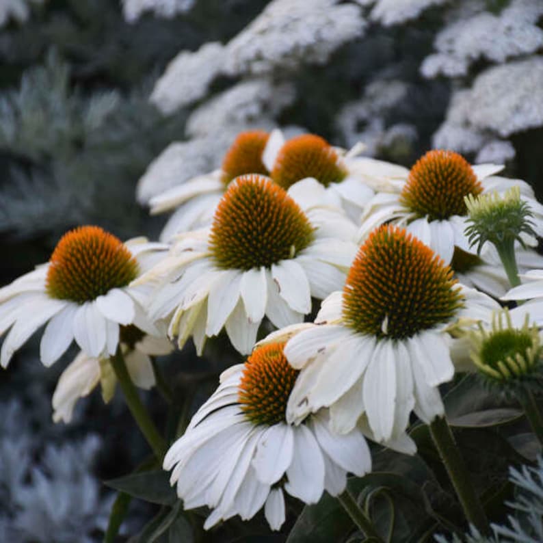 MrPerennial Coneflower The Price is White