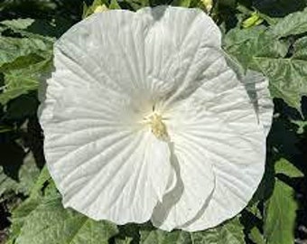 Hibisco 'Marshmallow Moon': enormes flores blancas puras de más de 18 cm con follaje verde. Planta perenne de hibisco. Atrae polinizadores. Larga floración.