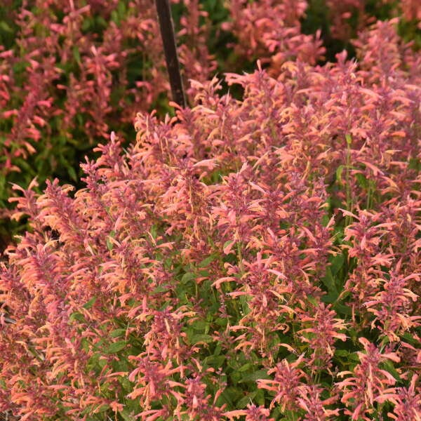 Anise ‘Guava Lava’ - Fragrant Coral Orange flowers Pink calyxes - Agastache Perennial - Attracts Butterflies and Hummingbirds - Resists Deer