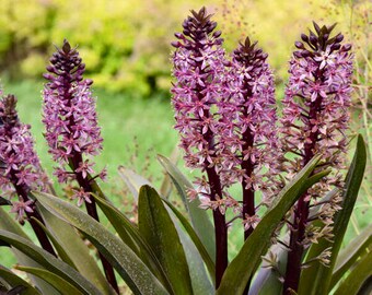 Pineapple Lily- ‘Purple Reign’ -Pink-Purple tropical Pineapple like flowers Purple foliage -Eucomis Tropical Perennial - attract pollinators