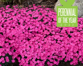 Pinks ‘Magenta’ Fragrant, Hot Magenta-Pink flowers cover evergreen leaves-Dianthus Paint the Town Perennial Plant-Flower bouquets