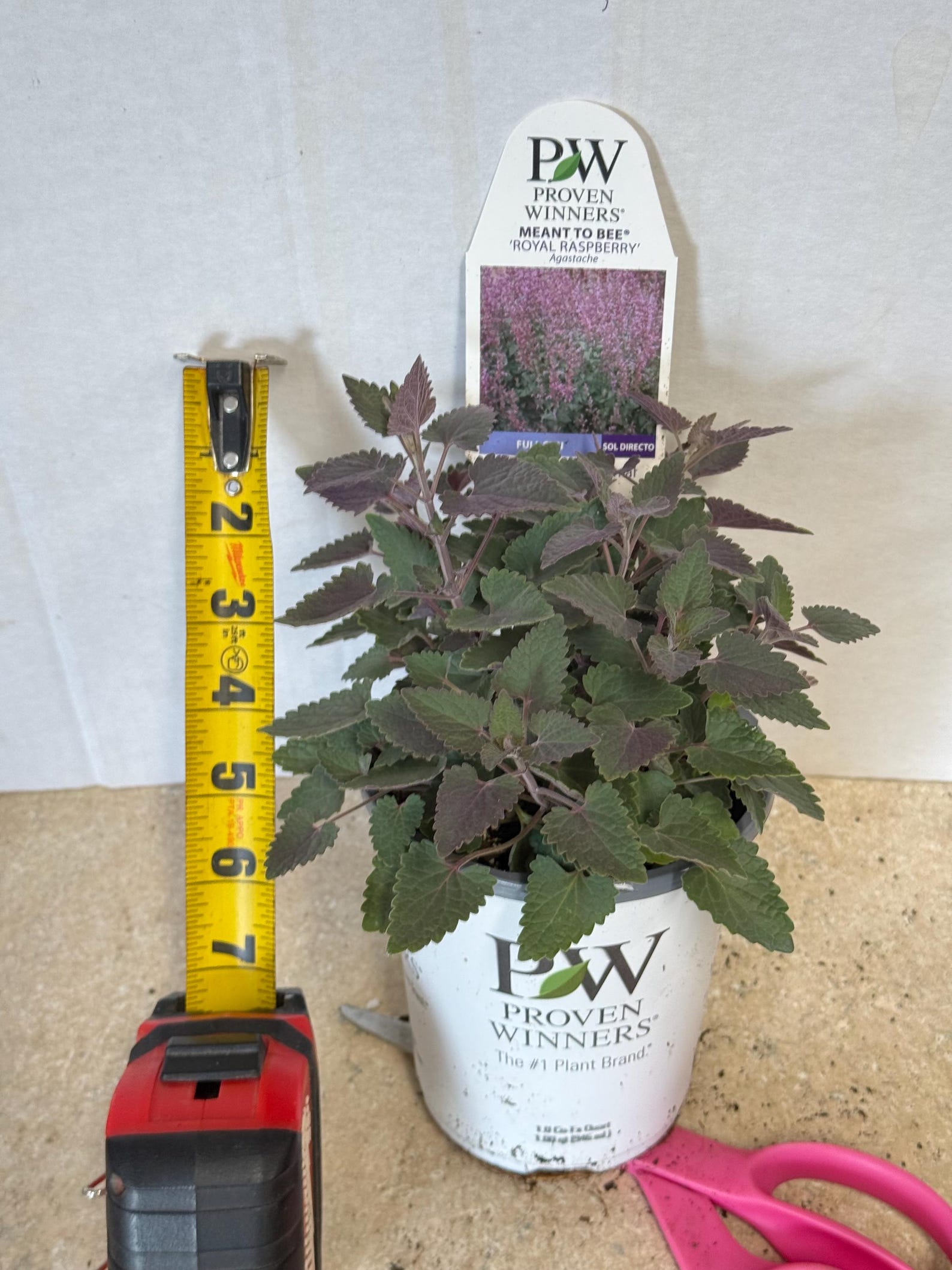 Royal Raspberry Anise Anise ‘royal Raspberry' Vivd Rosy-purple-burgundy Flowers, Fragrant ...