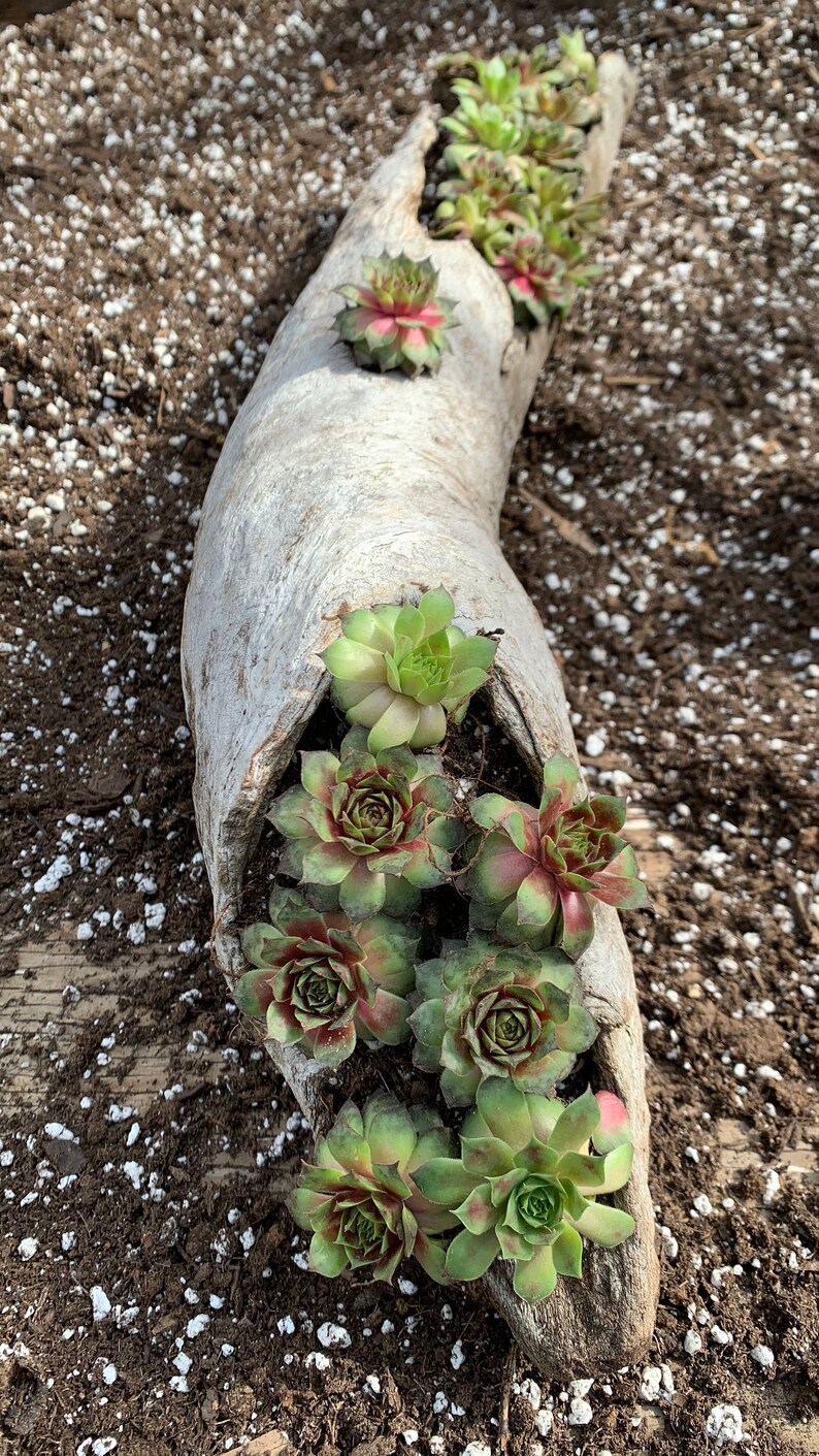 Hen and Chicks 'Pilioseum' - Thumbnail 2