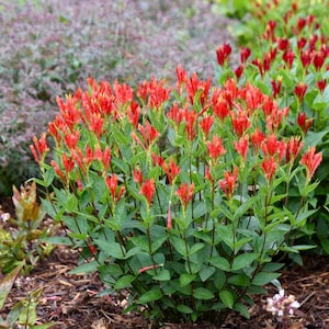 May include: A vibrant bush of red flowers with green leaves. The flowers are tubular and clustered at the ends of the stems. The plant is surrounded by other greenery and mulch.