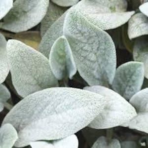 May include: Close-up of a group of silvery-green leaves with a fuzzy texture.