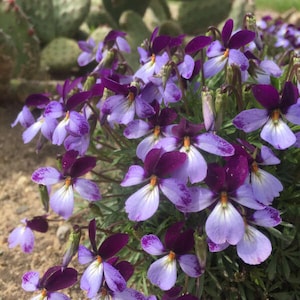 Birdsfoot Violet -&#39;Eco Artist Palette&#39; - Viola pedata - Native - Perennial