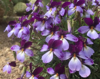 Birdsfoot Violet -&#39;Eco Artist Palette&#39; - Viola pedata - Native - Perennial