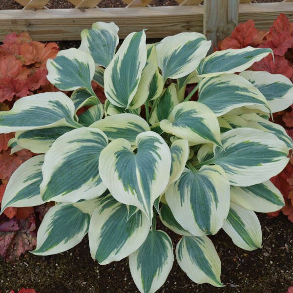 Hosta ‘Blue Ivory’ Thick Deep Chalky Blue Spade shaped leaves variegated with Creamy White Margin - Hosta Perennial -Attracts pollinators