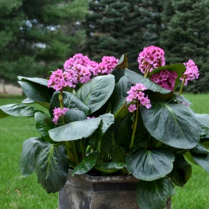 May include: A potted plant with large, dark green leaves and clusters of pink flowers. The plant is in a gray stone pot.