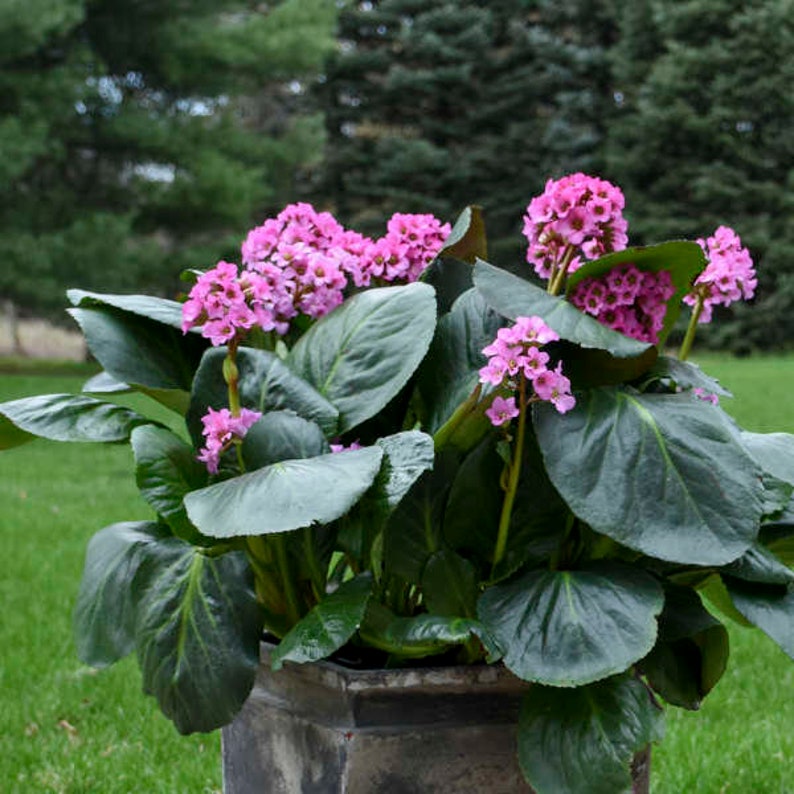 May include: A potted plant with large, dark green leaves and clusters of pink flowers. The plant is in a gray stone pot.