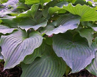 Hosta 'Komodo Dragon' - Giant Dark Green Hosta - One of the Biggest & Darkest Green Hostas! - Hosta - Perennial