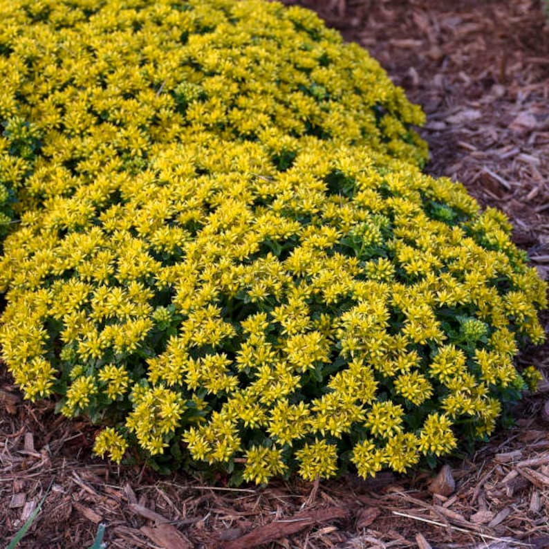 MrPerennial Stonecrop Little Miss Sunshine