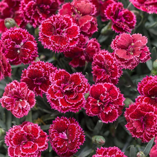 Pinks 'Black Cherry Frost' Fragrant semi-double red flowers, serrated white edge- Dianthus Perennial-Attracts Butterflies -flowers bouquets.