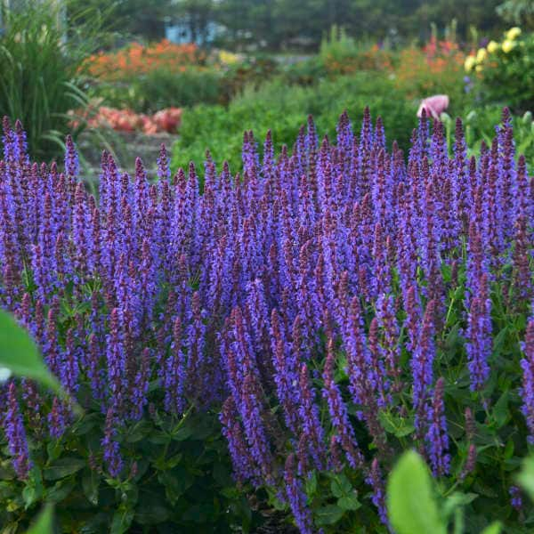 Meadow Sage ‘Violet Riot’ - Long Spikes of Vivd Blue-Violet flowers-  Salvia - Perennial - Attracts Pollinators - Deer and Rabbit resistant