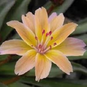 Flores de tonalidades amarillo-naranja-rosa de Bitterroot 'Little Peach' -Planta suculenta nativa de Lewisia- Atrae polinizadores. Resistente a ciervos y conejos.