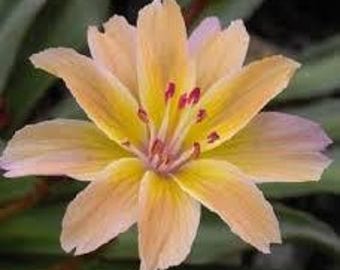 Bitterroot  'Little Peach' yellow-orange-pink toned flowers -Lewisia Native Succulent Plant-Attracts Pollinators Deer and Rabbit Proof