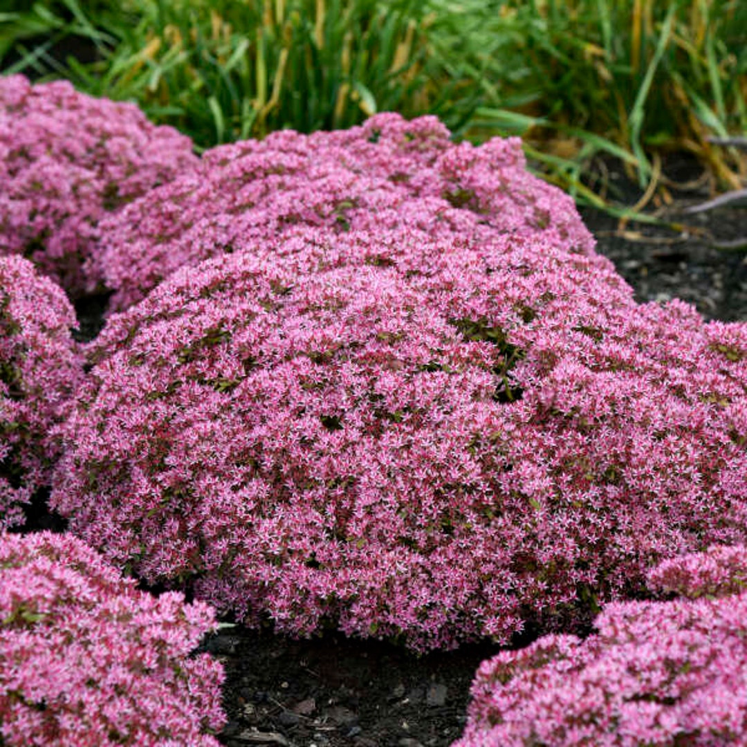 Stonecrop pride and Joy Upright Evergreen Pink Flowers Sedum Perennial