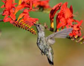 Montbretia - 'Lucifer' Flame Red flowers- Hummingbird Magnet-  Crocosmia Perennial - Deer & Rabbit Proof Plant - attract pollinators