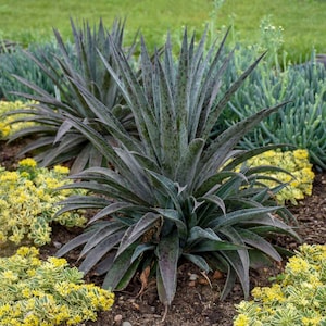 Mangave ‘Pineapple Express’ - Slender Mint Green Leaves with Burgundy Specks  - Succulent- Tropical Perennial  -Deer and Rabbit Proof