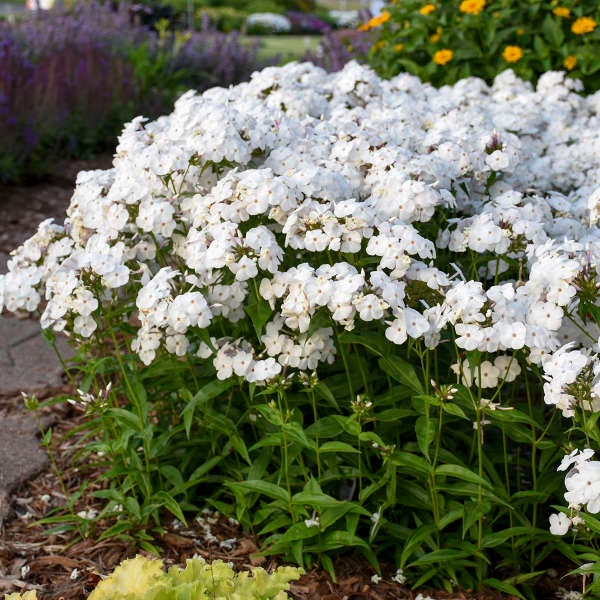 Phlox ‘Opening Act White’ - Pure White Fragrant Flowers that illuminate and Re-Bloom - Phlox Perennial - Attracts Birds and Pollinators