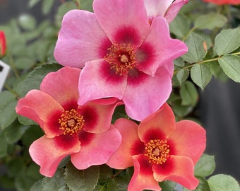 Rose Bush 'Ringo All-Star'- Fragrant Melon-Orange with a Cherry-Red Center Flowers - Shrub Rose -attracts pollinators Flower arrangements