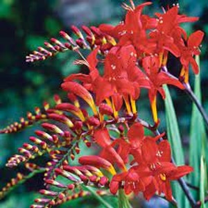 Montbretia - 'Lucifer' Flame Red flowers- Hummingbird Magnet-  Crocosmia Perennial - Deer & Rabbit Proof Plant - attract pollinators