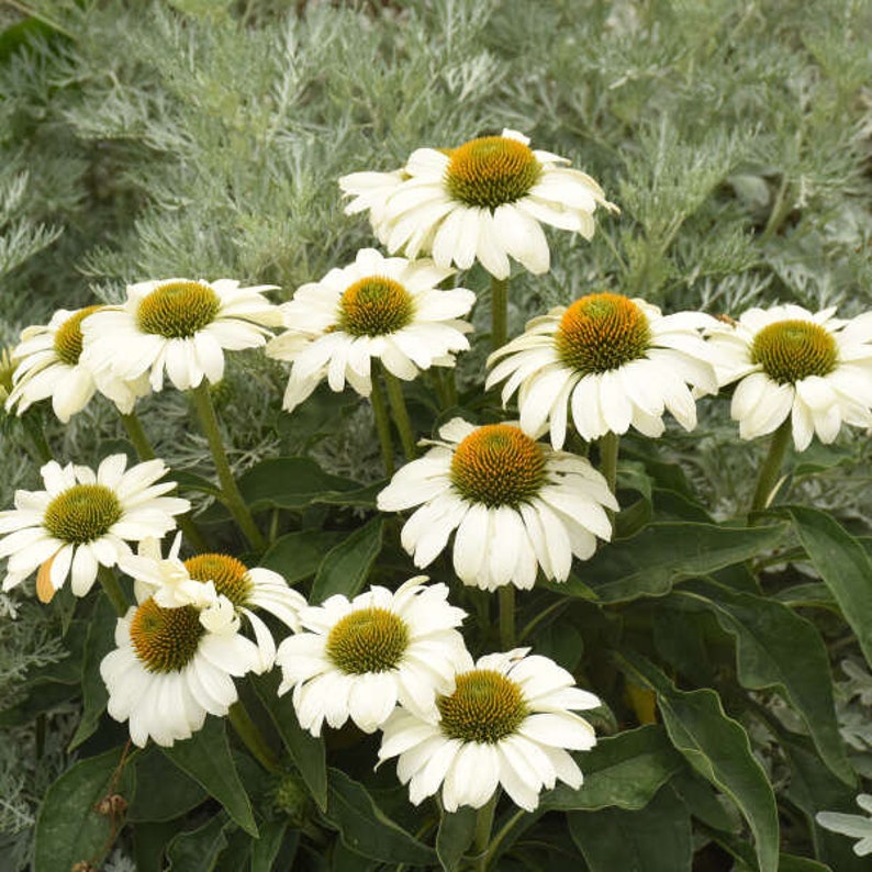 MrPerennial Coneflower The Price is White - Thumbnail 2