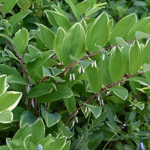 Phoque de Salomon panaché Fleurs délicates en clochettes blanches maintenues en dessous Feuilles panachées Vivace Polygonatum résistante aux cerfs et aux lapins image 8