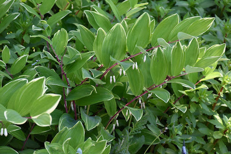 Phoque de Salomon panaché Fleurs délicates en clochettes blanches maintenues en dessous Feuilles panachées Vivace Polygonatum résistante aux cerfs et aux lapins image 8