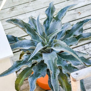 Mangave ‘Catch a Wave'  Wavy silvery blue-green leaves with dark red spotting-Succulent Perennial plant-Deer & Rabbit Proof Plant -Easy Care