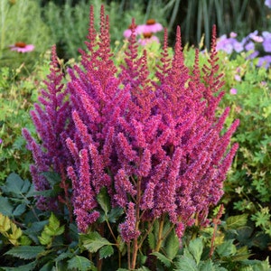 False Spirea ‘Vision in Red’ -Dark Red Stems hold Deep Red buds that open to Pinkish-Red flowers - Astilbe Perennial - Deer & Rabbit Proof