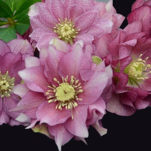 Lenten Rose Maid of Honor’ large 2-3” double light to dark pink flowers!- Helleborus - Perennial - Deer and Rabbit Proof